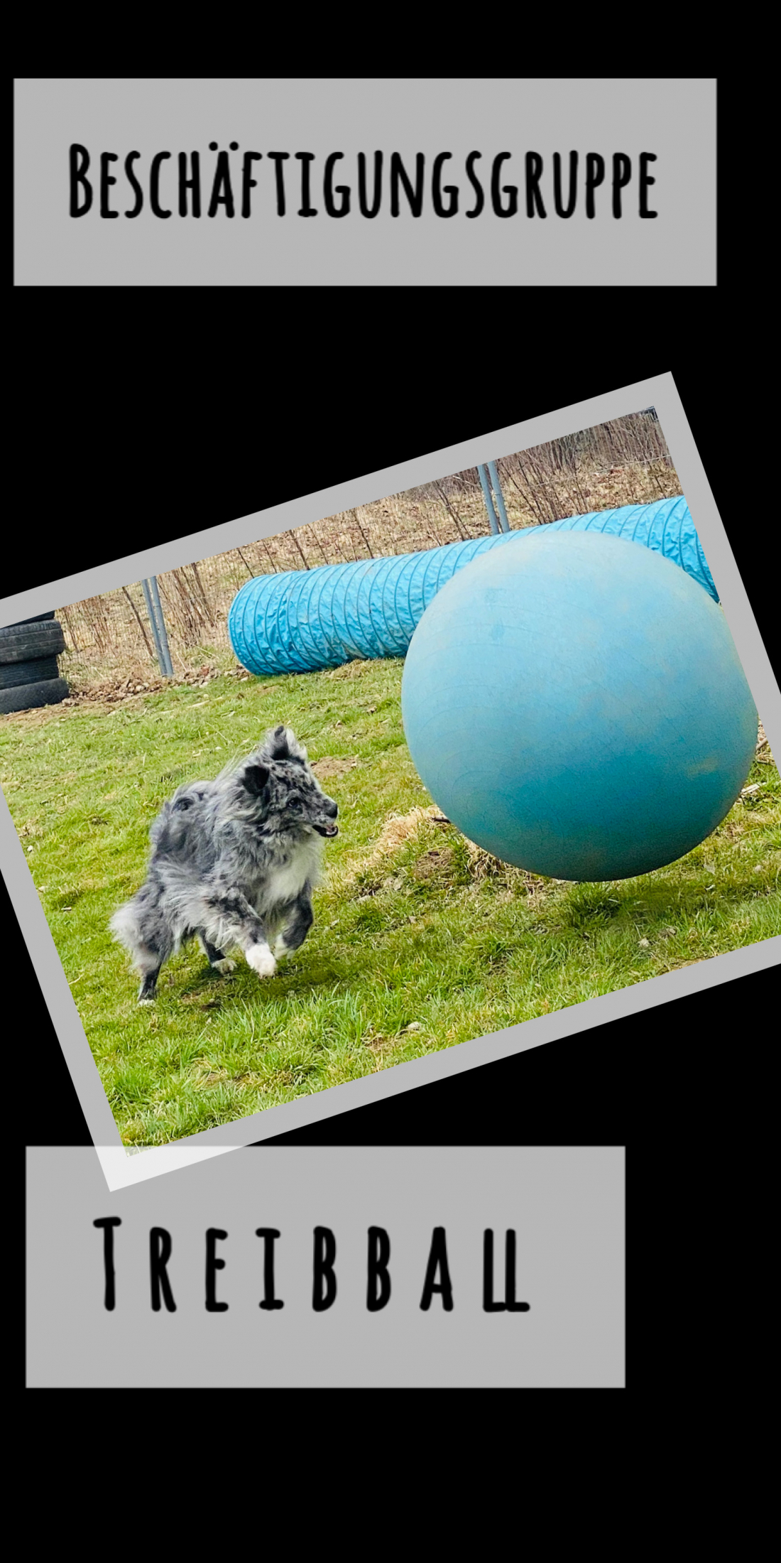 Beschäftigung - Treibball