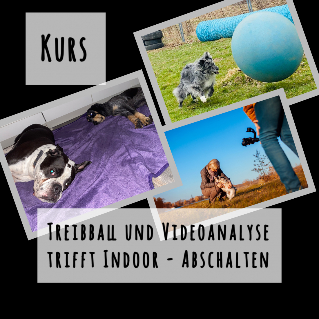 Kurs Treibball und Videoanalyse trifft Indoor Abschalten