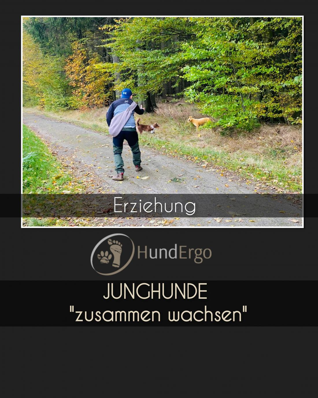 Erziehung - Junghunde
