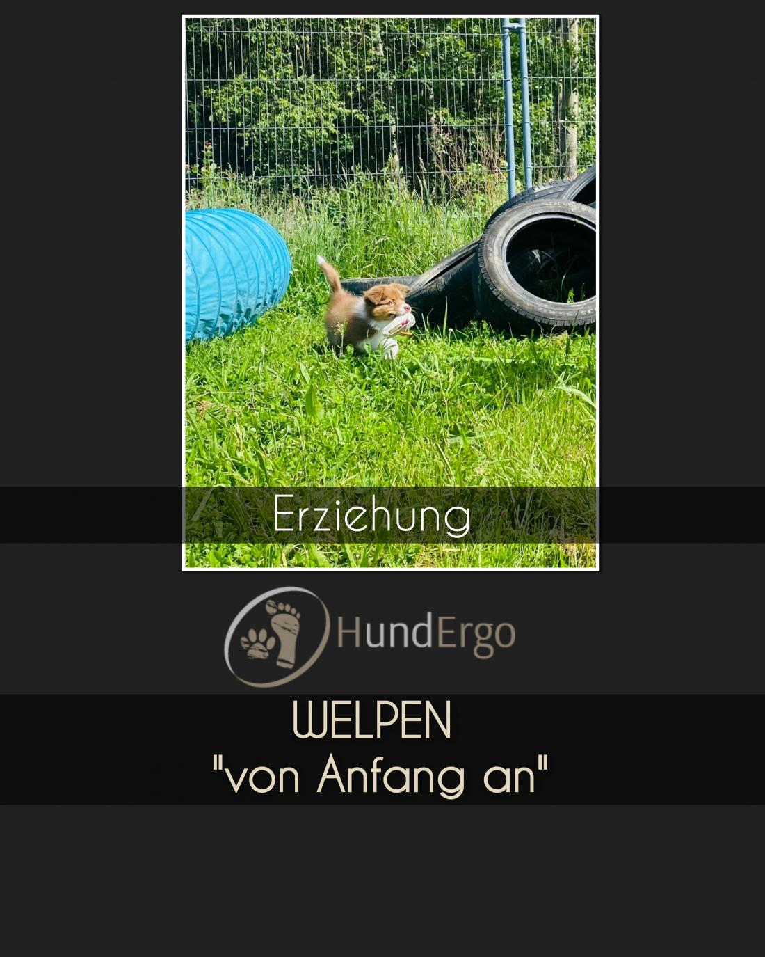 Erziehung - Welpen